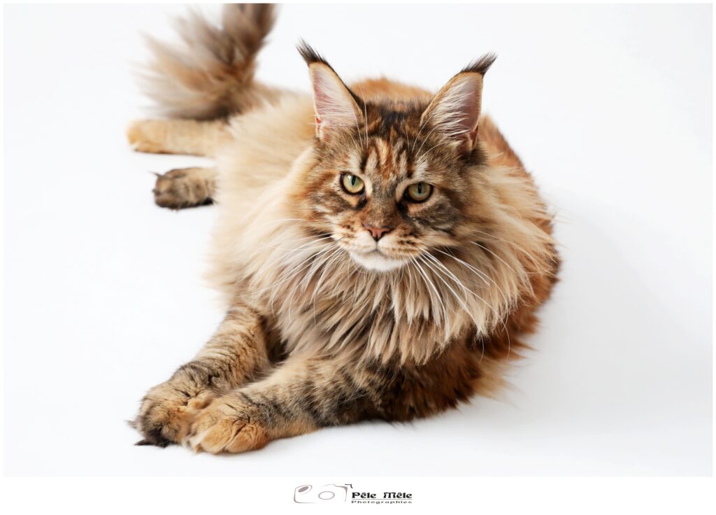 photographe val d'oise, shooting photo couple val d'oise, shooting couple val d'oise, séance photos couple val d'oise, photographe couple val d'oise, photographe paris, photographe couple val d'oise, studio photo val d'oise, photographe 95, photographe couple 95, faire des photos en couple 95, faire des photos en couple val d'oise, faire des photos de couple idf, photographe idf, photographe couple idf, shooting photo couple en idf, shooting photo couple paris, shooting photo couple pontoise, photographe pontoise, photographe st ouen l'aumone, photographe cergy, photographe osny, photographe herblay